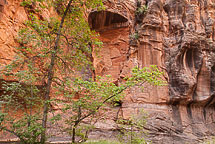 The Narrows, Zion National Park, UT