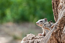 Ground Squirrels