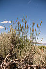 Grass at a Normal Exposure