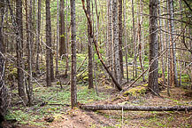 Along the Trail