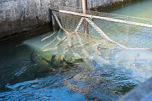 Fish Hatchery