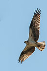 An Osprey