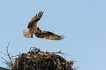 An Osprey