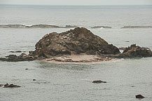 Sea Lions at Cape Arago State Park