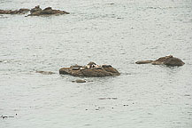 Seals at Cape Arago State Park