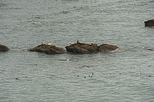 Seals at Cape Arago State Park