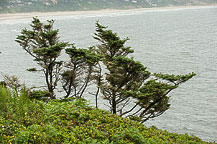 The View From Yaquina Lighthouse