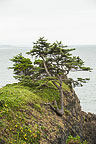 Trees Near Yaquina Lighthouse