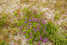 Wildflowers