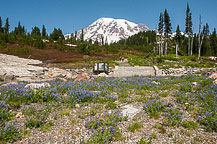 Mt Rainier