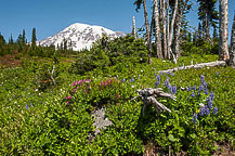 Mt Rainier