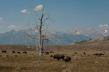 Bison, Tetons National Park