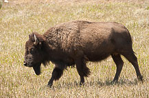 Bison, Tetons National Park