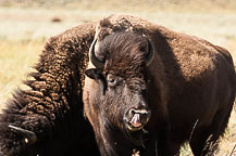 Bison, Tetons National Park