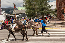 The 1st Place Burros Arrive