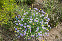 Wildflowers