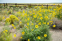 Wildflowers