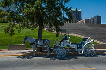 Carriage Rides