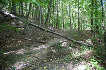 Tree across Kisil Point Trail