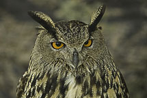 Horned Owl