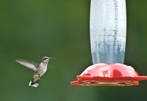 Hummingbird