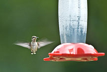 Hummingbird