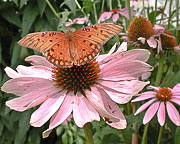 Flower & Butterfly