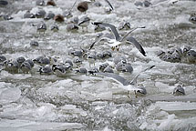 Gulls