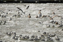 Gulls