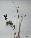 Osprey