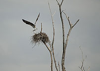 Osprey