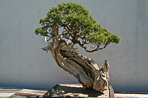 Arboretum
