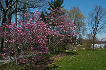 Arboretum