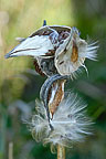 milkweed