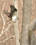 Osprey