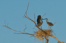 Herons