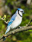 Blue Jay