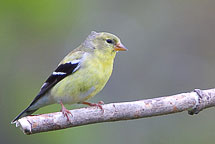 Female Goldfinch