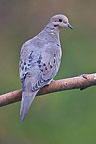 Mourning Dove