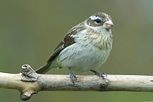 Rose Breasted Grosbeak