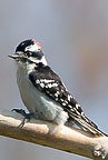 Downy Woodpecker