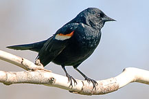 Red Winged Black Bird