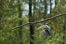 Bluejay