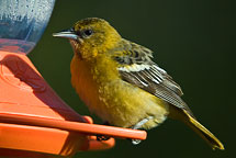 Female Baltimore Oreio