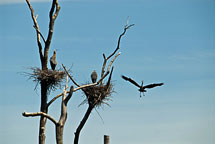 Great Blue Heron