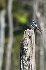 Tree Swallow