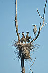 Herons