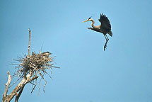 Herons