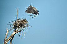 Herons