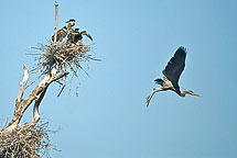 Herons